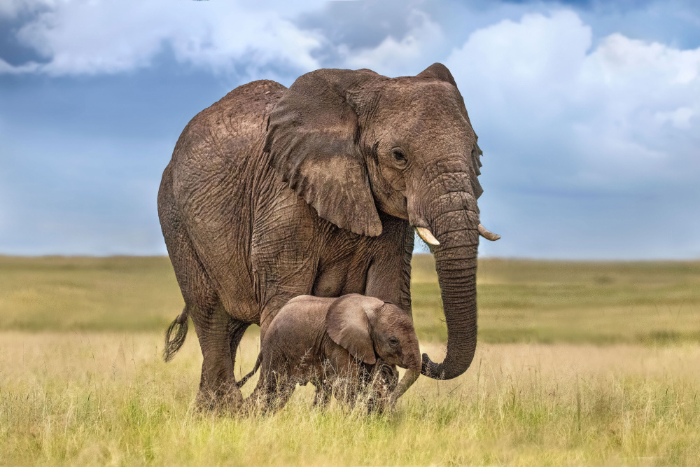 Mom elephant with her calf à Xavier Ortega