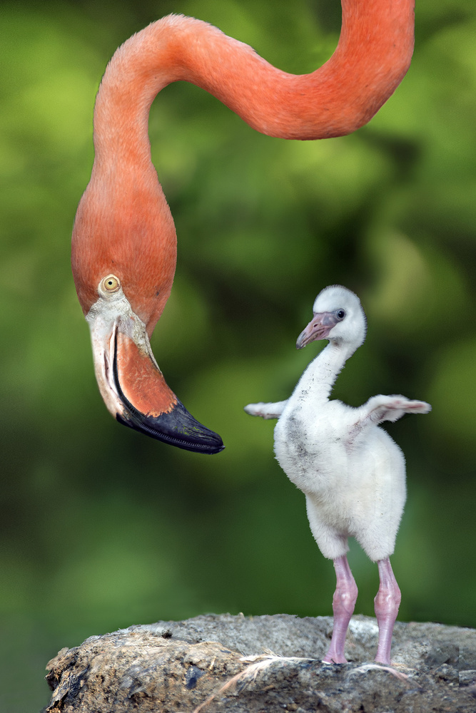 Flamingo with chick à Xavier Ortega