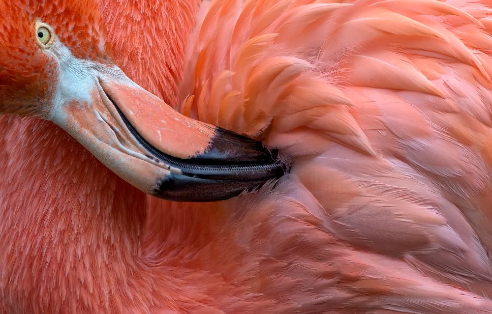 Flamingo Close Up à Xavier Ortega