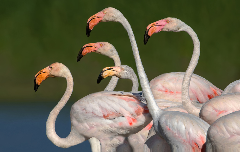 Flamingos walking à Xavier Ortega