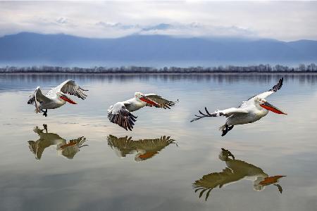 Flying Dalmatian pelicans