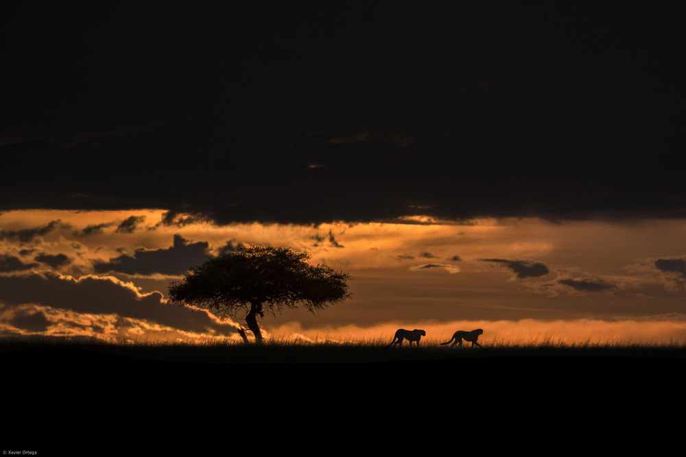 Cheetahs at dawn à Xavier Ortega