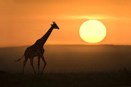 Giraffe at sunrise