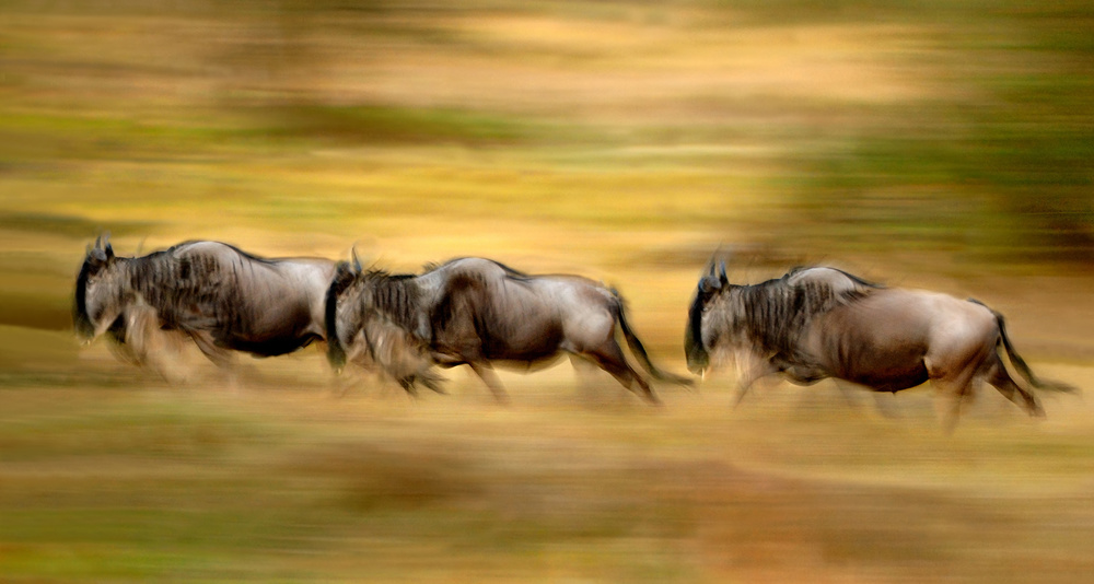 Wildebeest running à Xavier Ortega