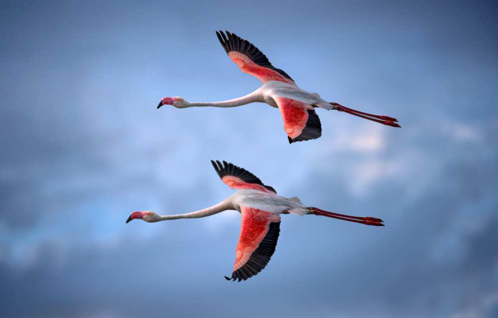 Greater Flamingos à Xavier Ortega