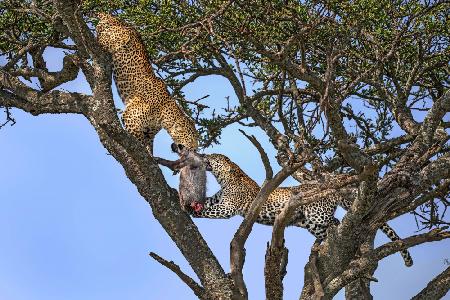 Fighting for food