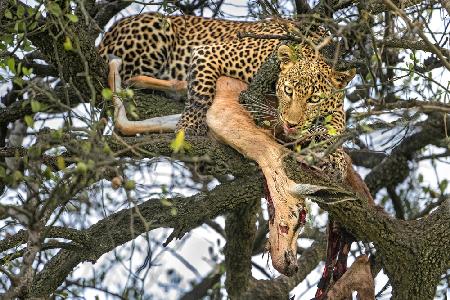 Leopard with prey