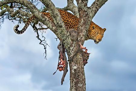 Leopard with prey