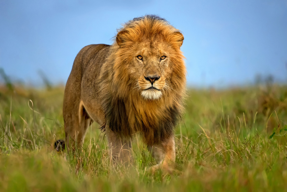 Lion patrol à Xavier Ortega