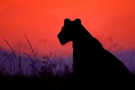Lioness silhouette
