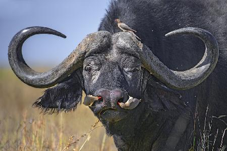 Oxpeckers on buffalo