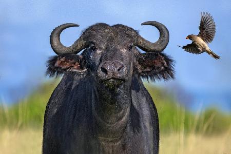 Oxpecker landing on buffalo