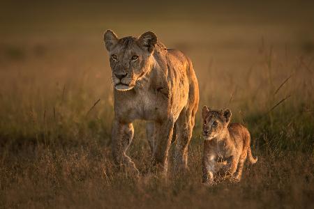 Mom lioness with cub