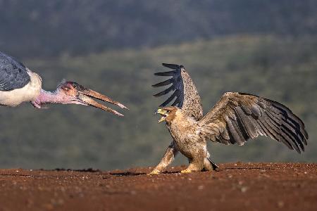 Marabou vs Tawny eagle