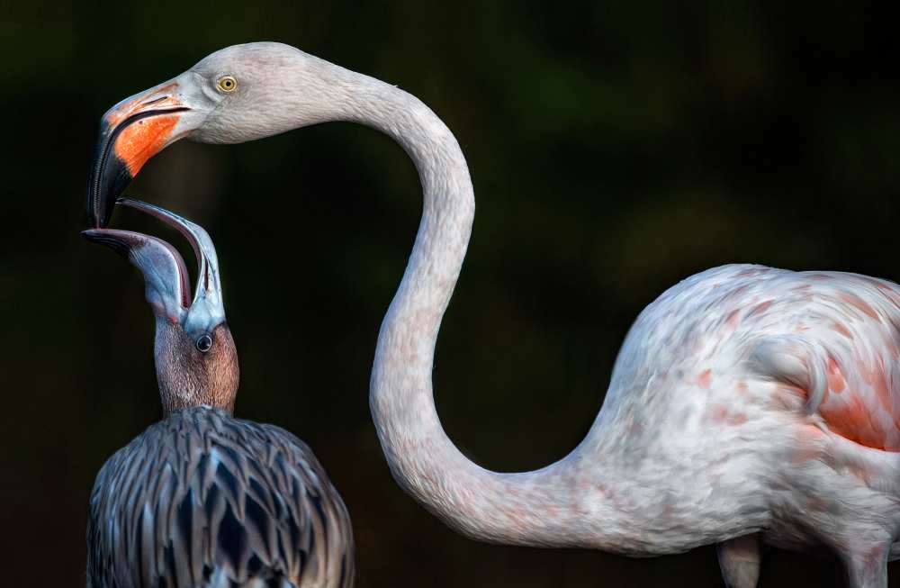 Mother flamingo with chick à Xavier Ortega