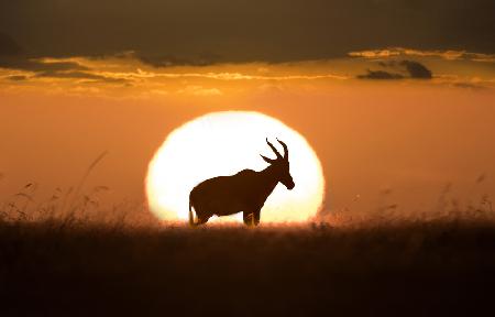 Topi at sunrise