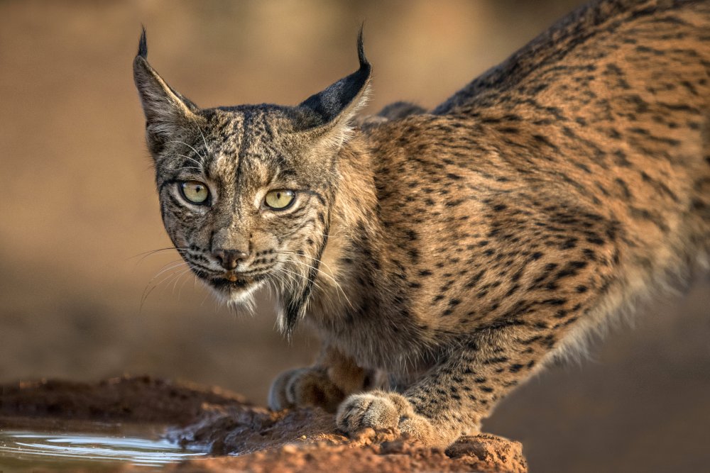Wild Iberian Lynx à Xavier Ortega