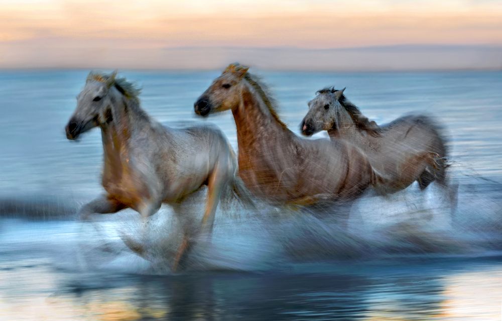 Slow motion horses à Xavier Ortega