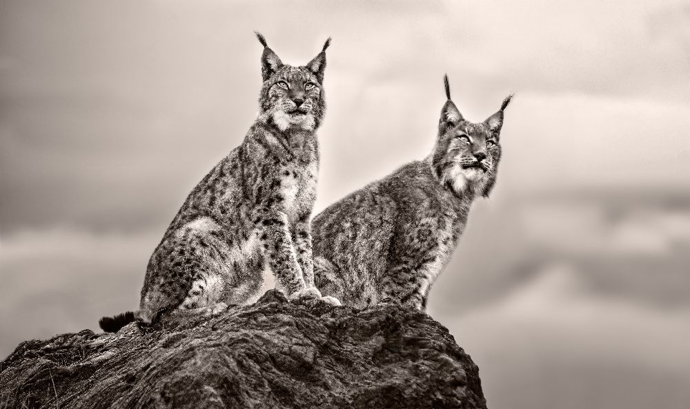 Two Lynx on rock à Xavier Ortega