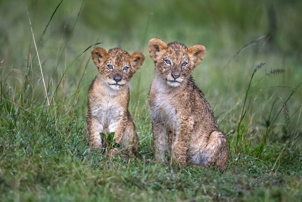 Two rain-soaked lion cubs à Xavier Ortega