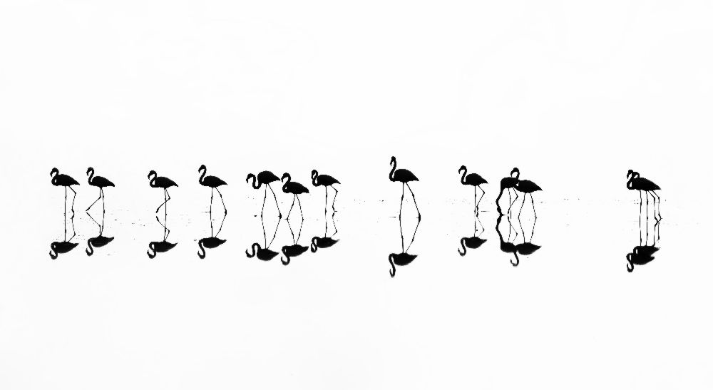 flamingo reflections à Xenophon Mantinios