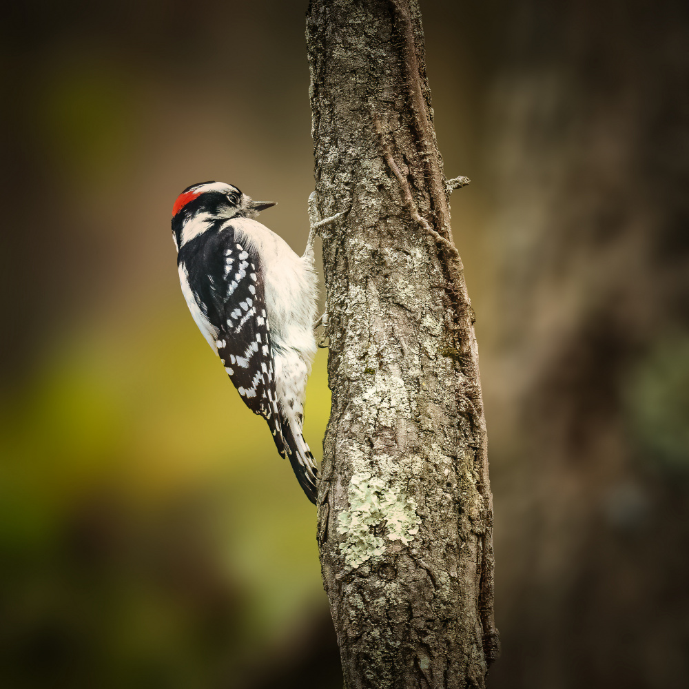 Downy Woodpecker Juvenile à Xiao Cai