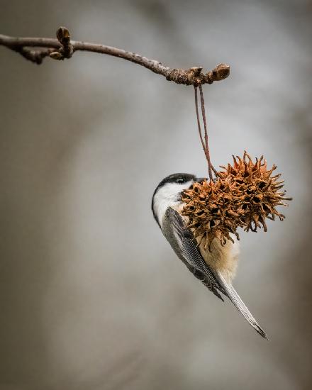 Black-Capped Chickadee