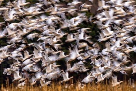 Snow Geese in Slow Motion