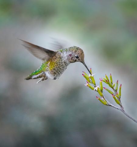 Small Hummingbird and Tiny Flower