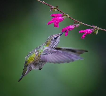 Beak and Magenta Lips