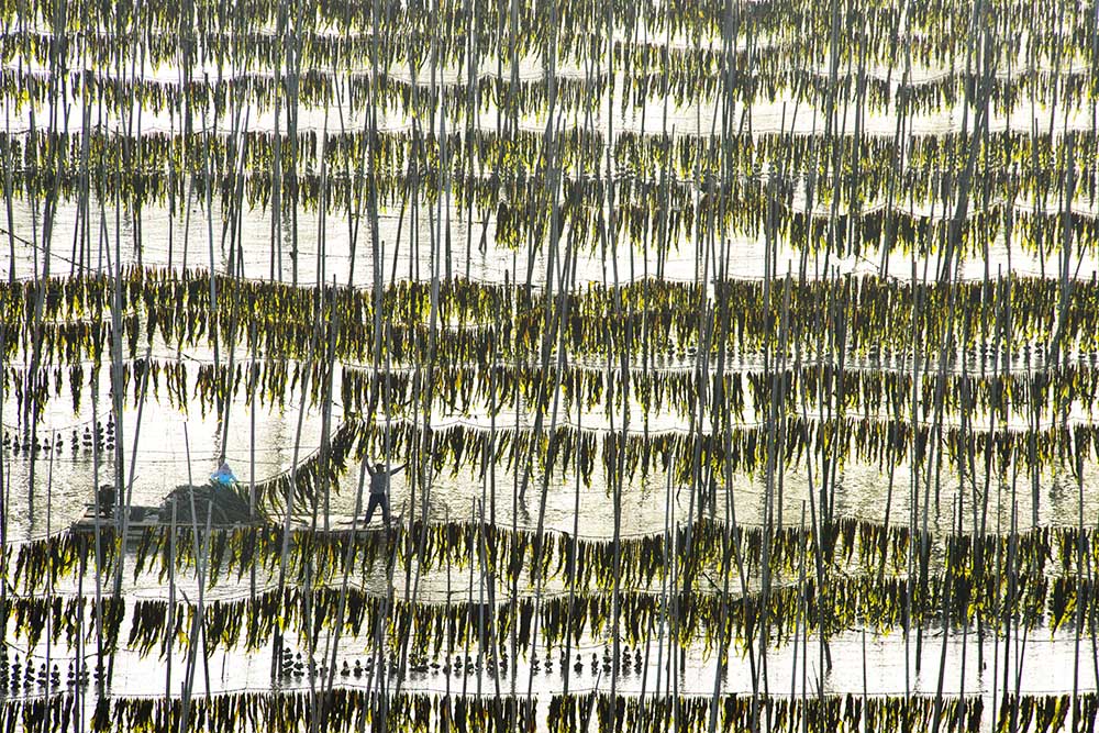 Harvesting kelp à Xinhua Zhou