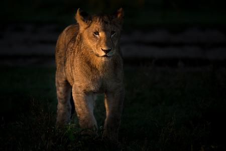 Cub at morning