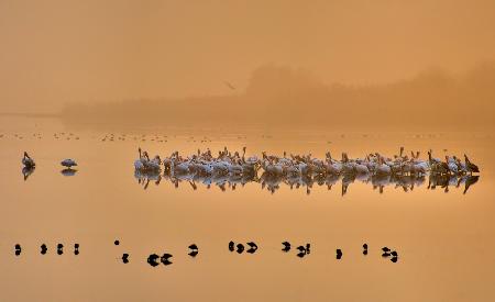 Good morning pelicans !