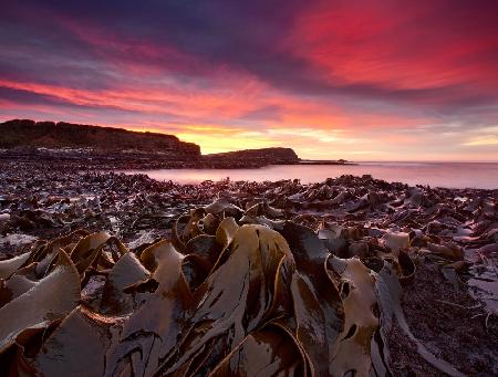 Curio Bay Morning