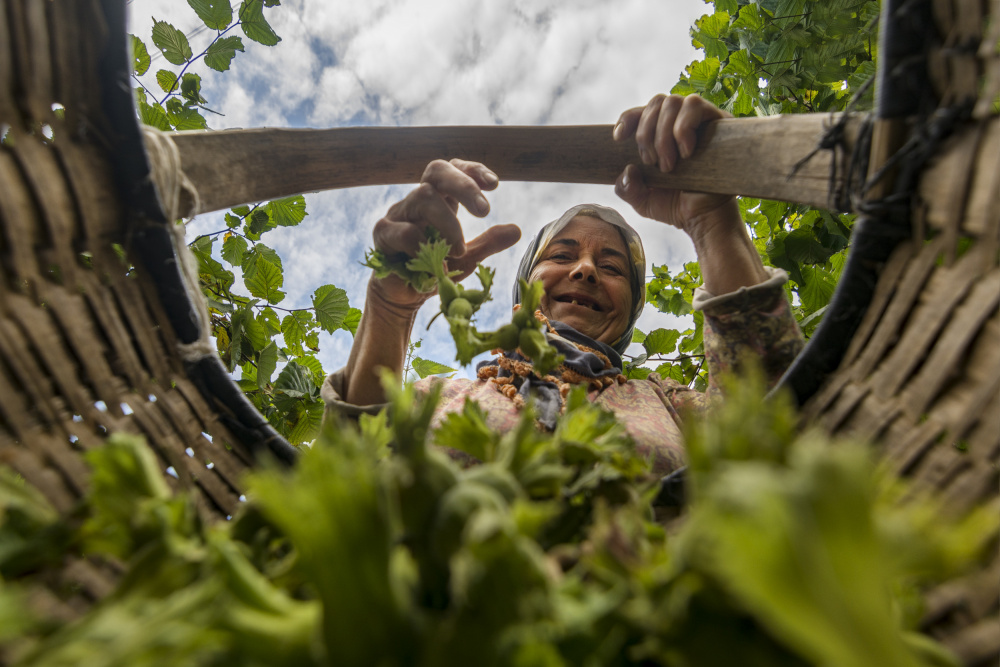 nut harvest à Yasemin Bakan