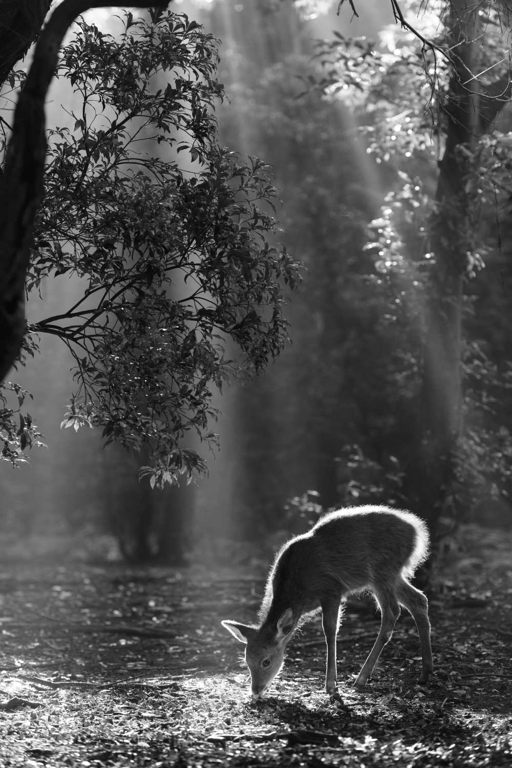 A fawn in the forest à Yoshinori Matsui