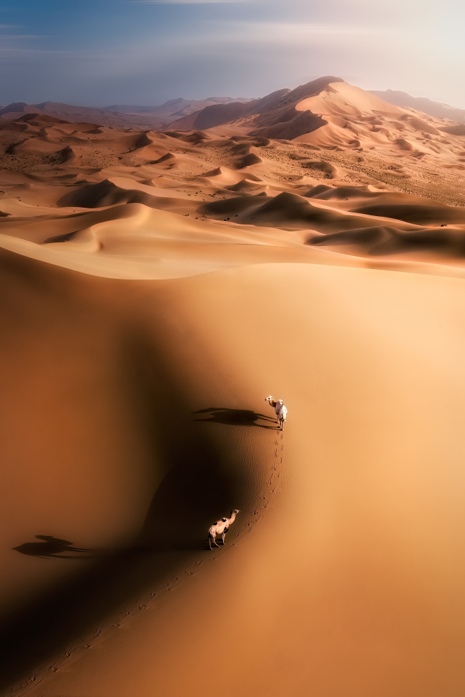 Desert camel à Yuan Cui
