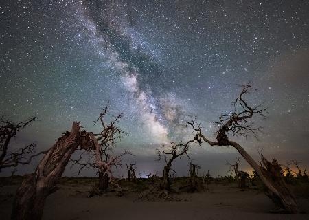 Galaxy over a dead forest