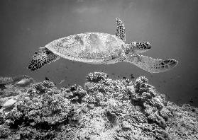 Sea Turtle at Sipadan