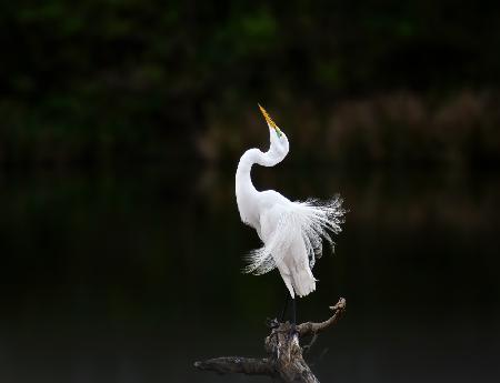 Egret in posing