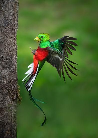 Fathers Day Legend from Resplendent Quetzal