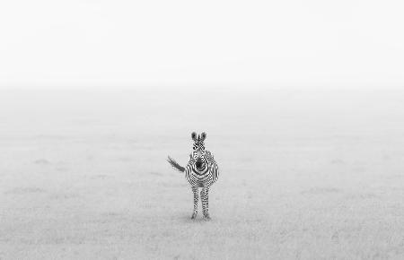 Lonely Zebra