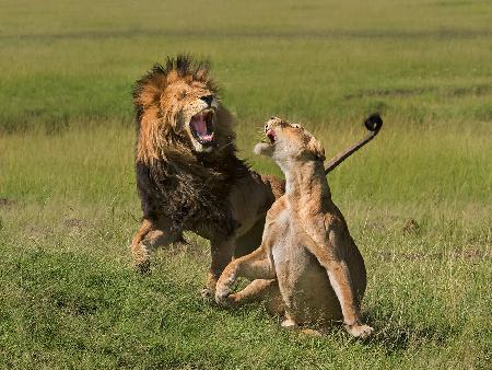 Lions mating