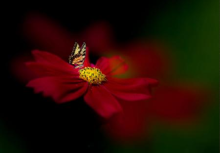 Butterfly Love Flower