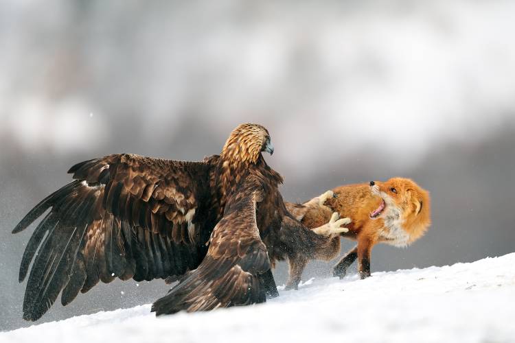 Golden eagle and Red fox à Yves Adams