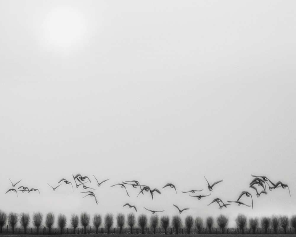Seagulls over the fields à Yvette Depaepe
