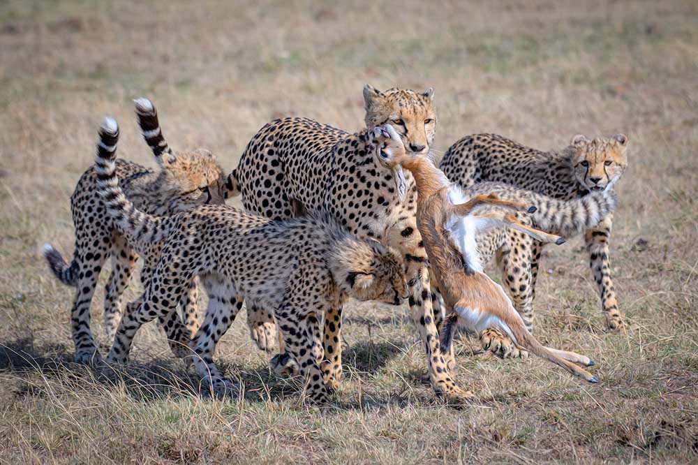 Cheetah Hunting à YY DB