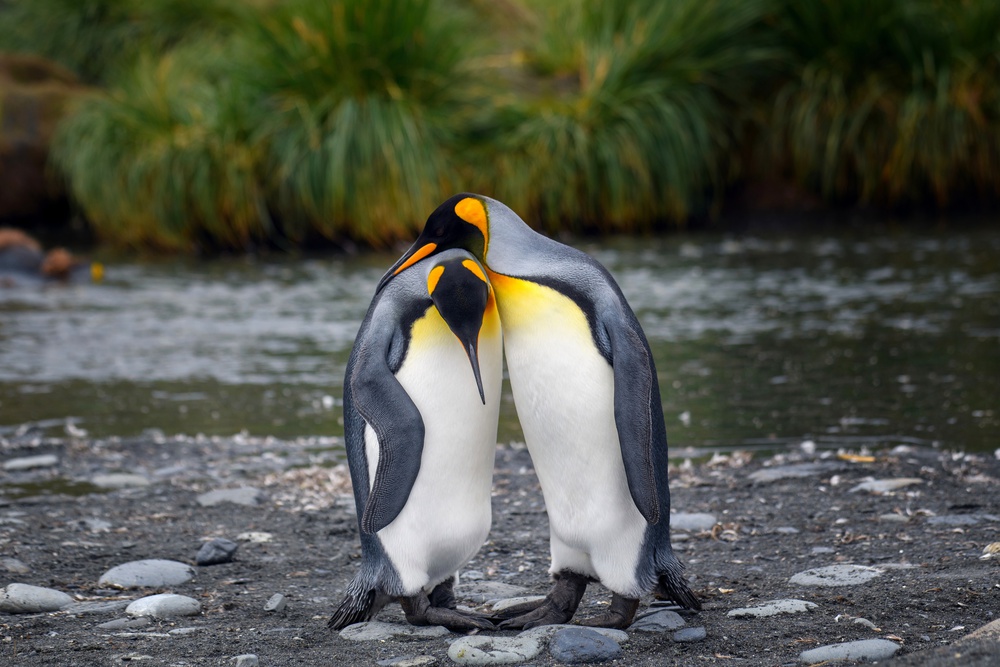 King penguin couple à YY DB