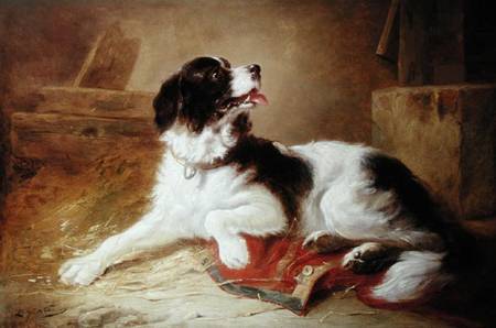 Portrait of a Spaniel à Zacharias Noterman