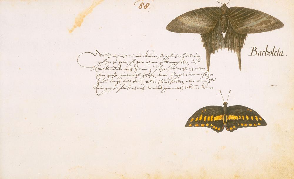 Barboleta. (Falter). Aquarell. Aus dem Tierbuch, fol. 88 r. Entstanden 1634–37 in Brasilien während  à Zacharias Wagner